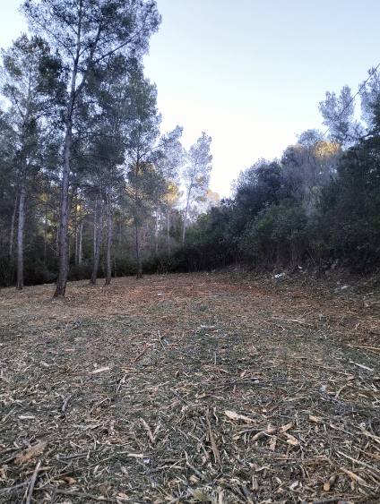 Débroussaillage forestier (photo de fond)
